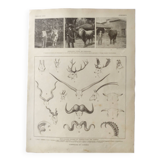Old engraving 1922 • Animal horns, wood, horning • Original plate