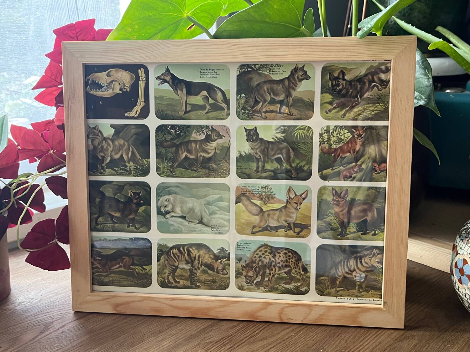 Affiche animalière ancienne