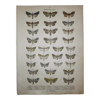 Butterfly engraving corticea
