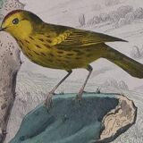 Ornithological Plate Buffon 1838 "Drongo, Iron Gray Fig, Spotted Fig"