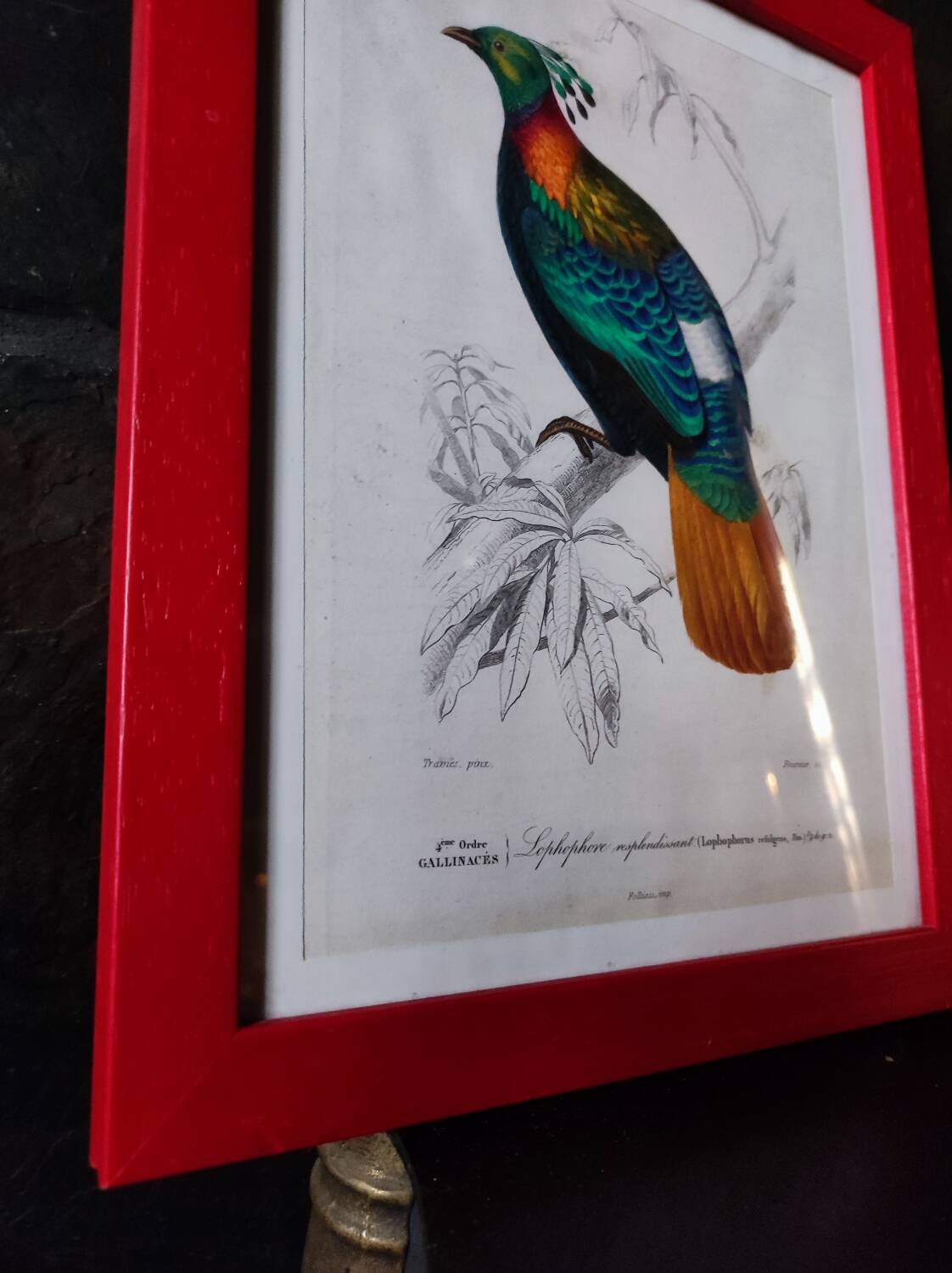Color lithograph, Gallinaceous, JC Fournier