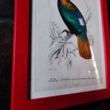 Lithographie couleur, Gallinacés, J.C. Fournier