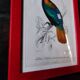 Color lithograph, Gallinaceous, JC Fournier