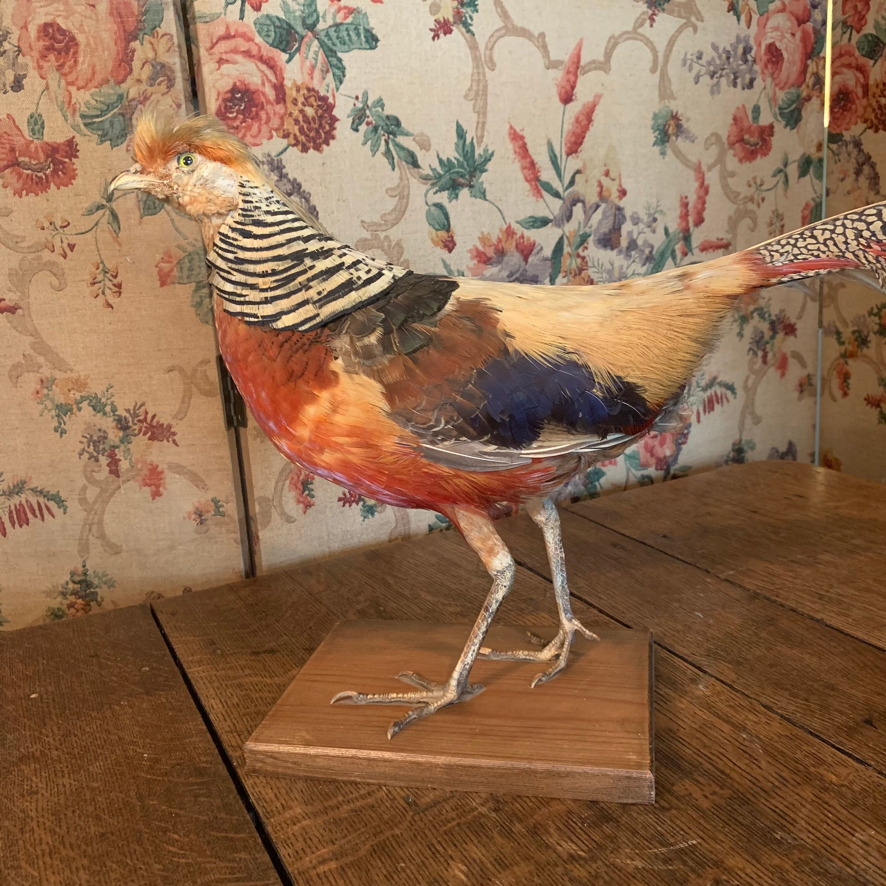 Naturalized golden pheasant taxidermy
