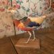 Taxidermie faisan doré naturalisé
