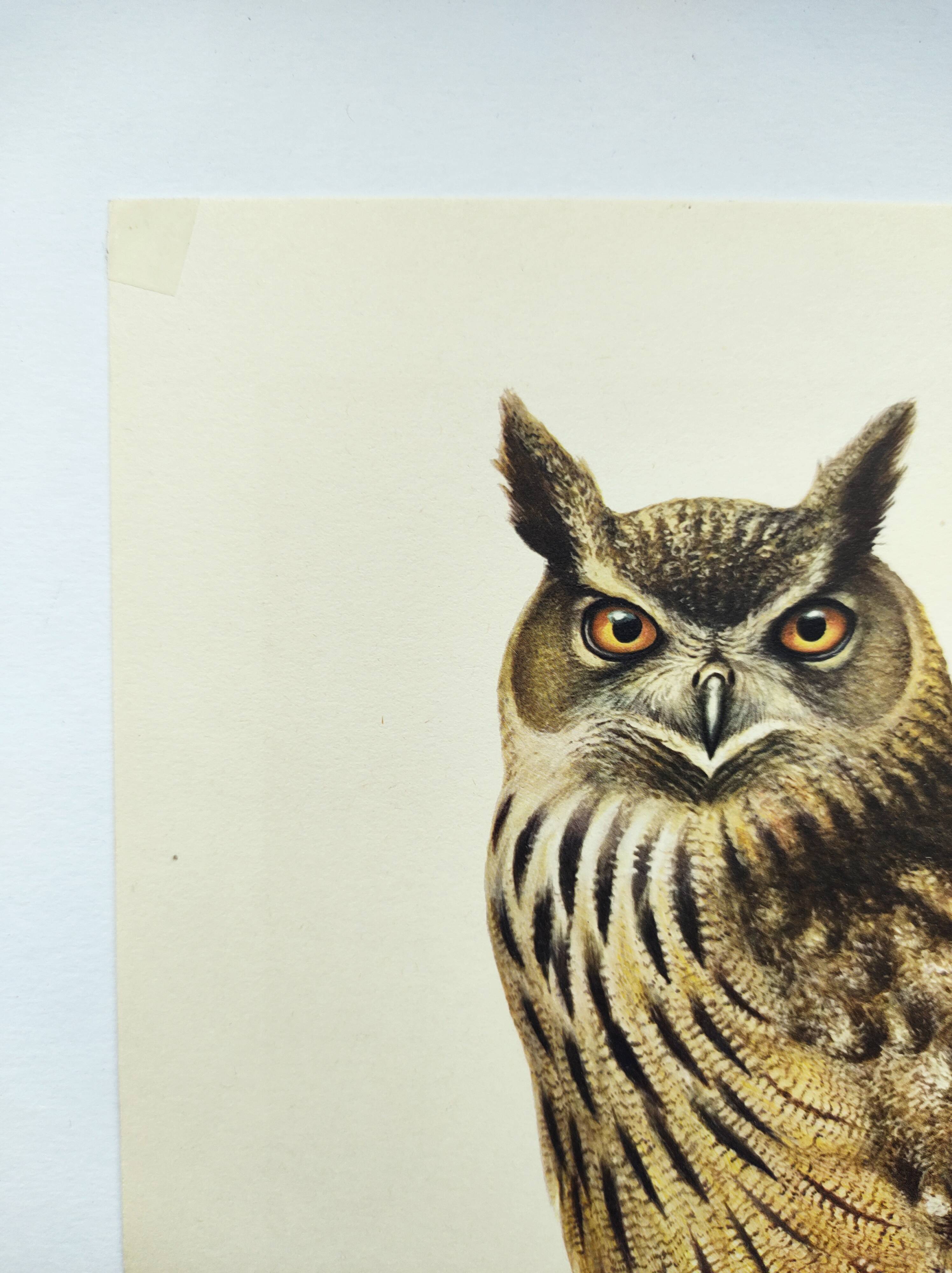 Old bird board 1960s - Eagle Owl - Natural history illustration