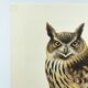 Old bird board 1960s - Eagle Owl - Natural history illustration