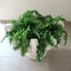 Paolo Marioni coupe / table foot / decoration / container with silk ferns