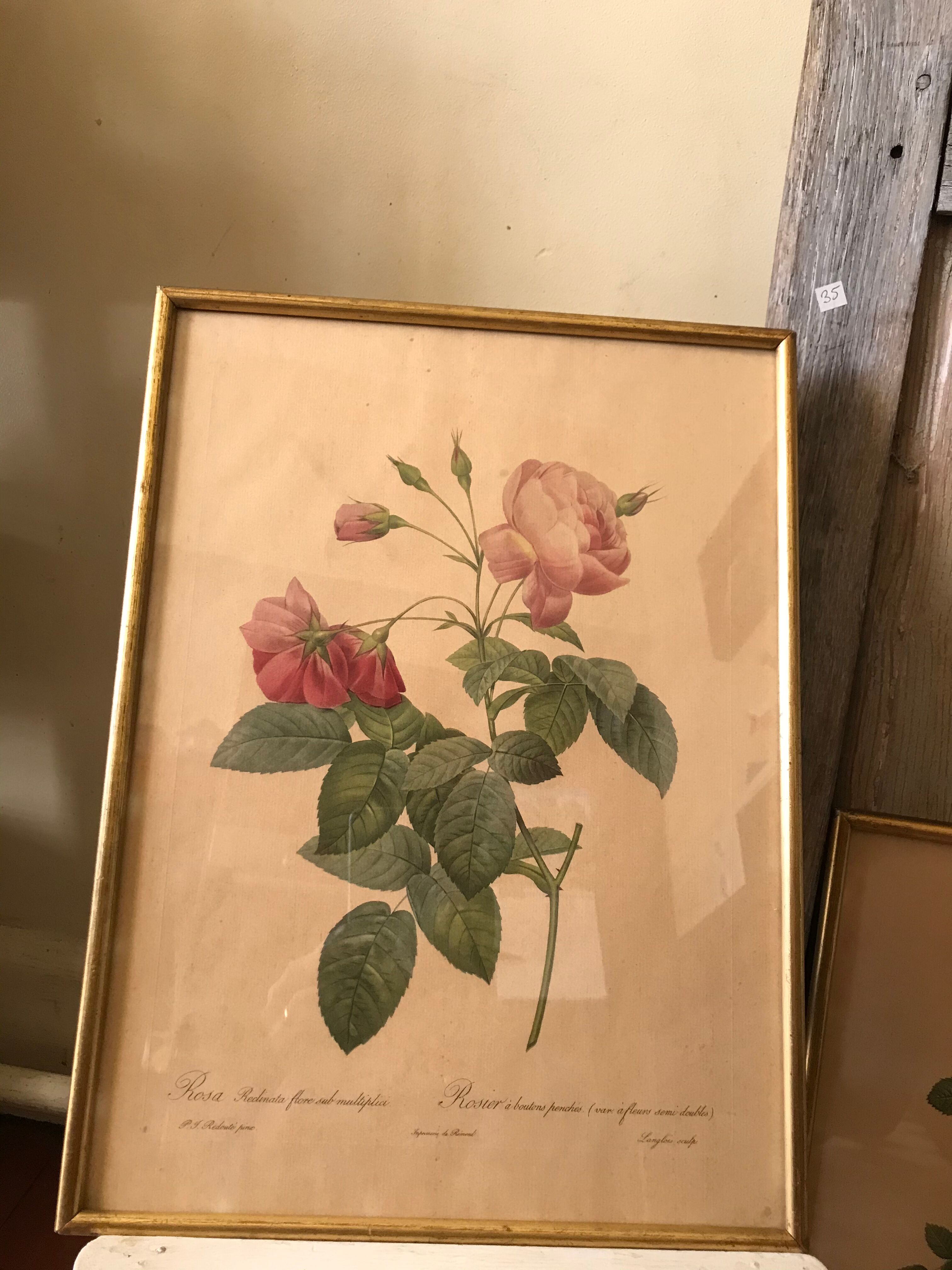 Lithographies Pierre Joseph Redouté