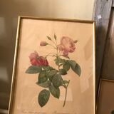 Lithographies Pierre Joseph Redouté