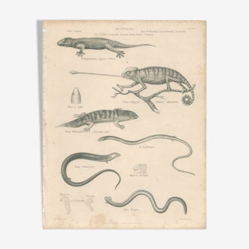 Antique engraving on reptiles showing various chameleons, Egyptian Stellion, Skink Lizard, 1837 Pl4