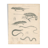 Antique reptile print showing various chameleon, Egyptian Stellion, Skink Lizard, 1837 Pl4