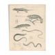 Antique reptile print showing various chameleon, Egyptian Stellion, Skink Lizard, 1837 Pl4