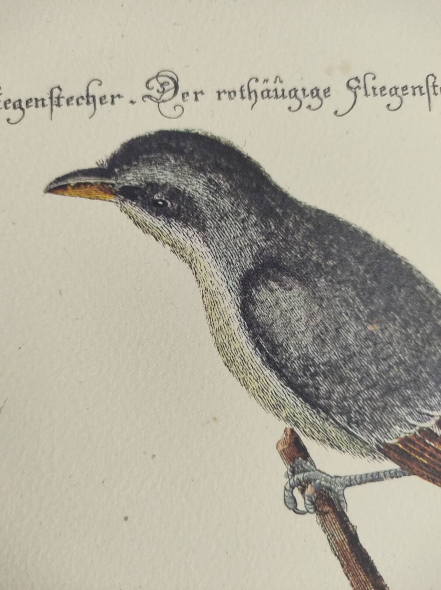 Gravure ancienne oiseau  -Preneur de Mouche- Planche zoologique de Seligmann & Catesby