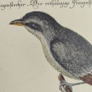 Gravure ancienne oiseau  -Preneur de Mouche- Planche zoologique de Seligmann & Catesby
