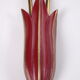 Set of two red Mid Century French wall lamps