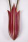 Set of two red Mid Century French wall lamps