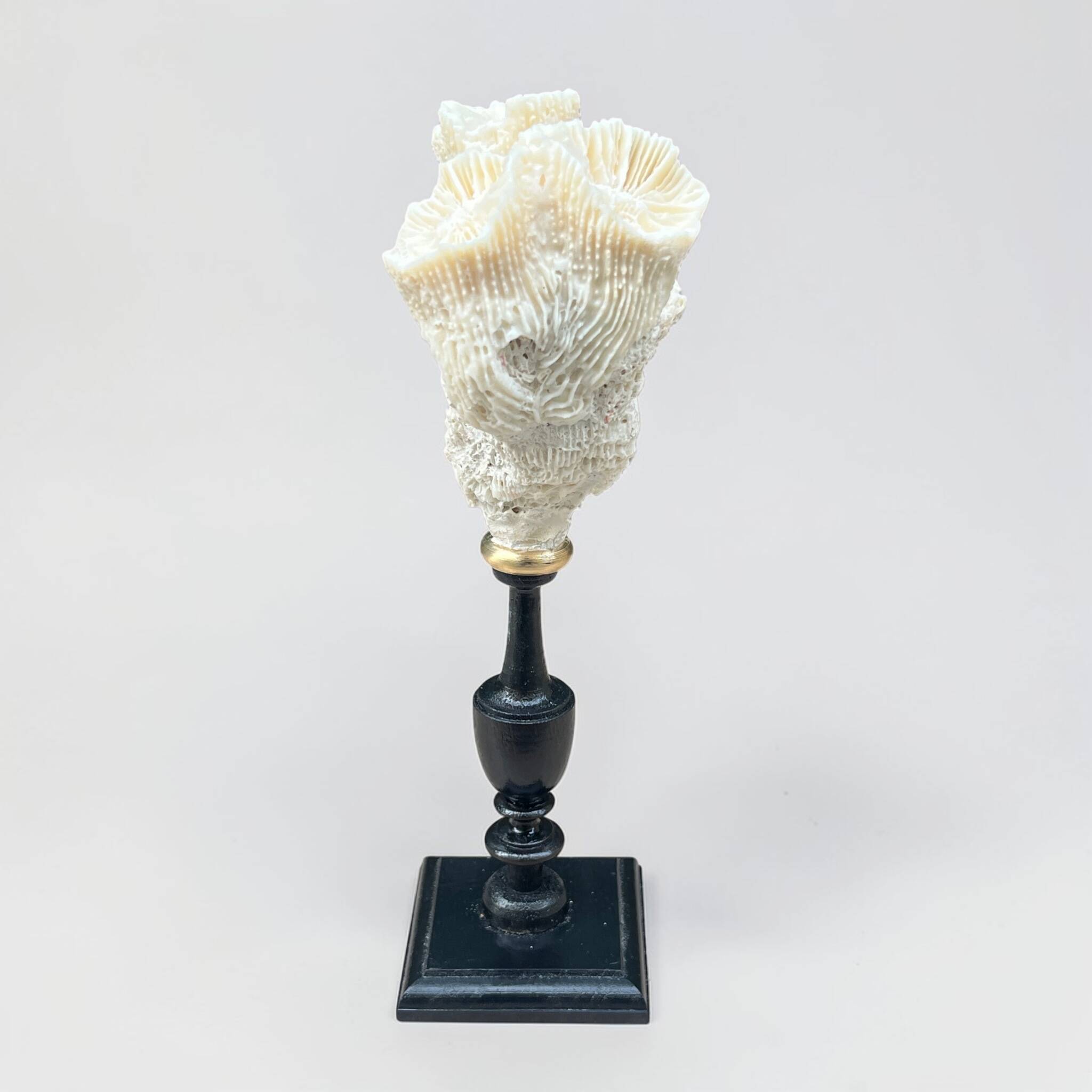 Natural white coral on a black wood base curiosity cabinet.