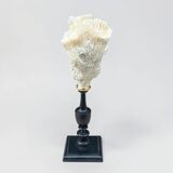 Natural white coral on a black wood base curiosity cabinet.