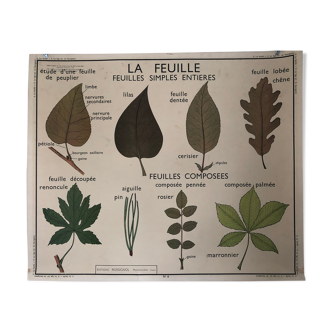 Old School Poster Rossignol No. 5 and 6