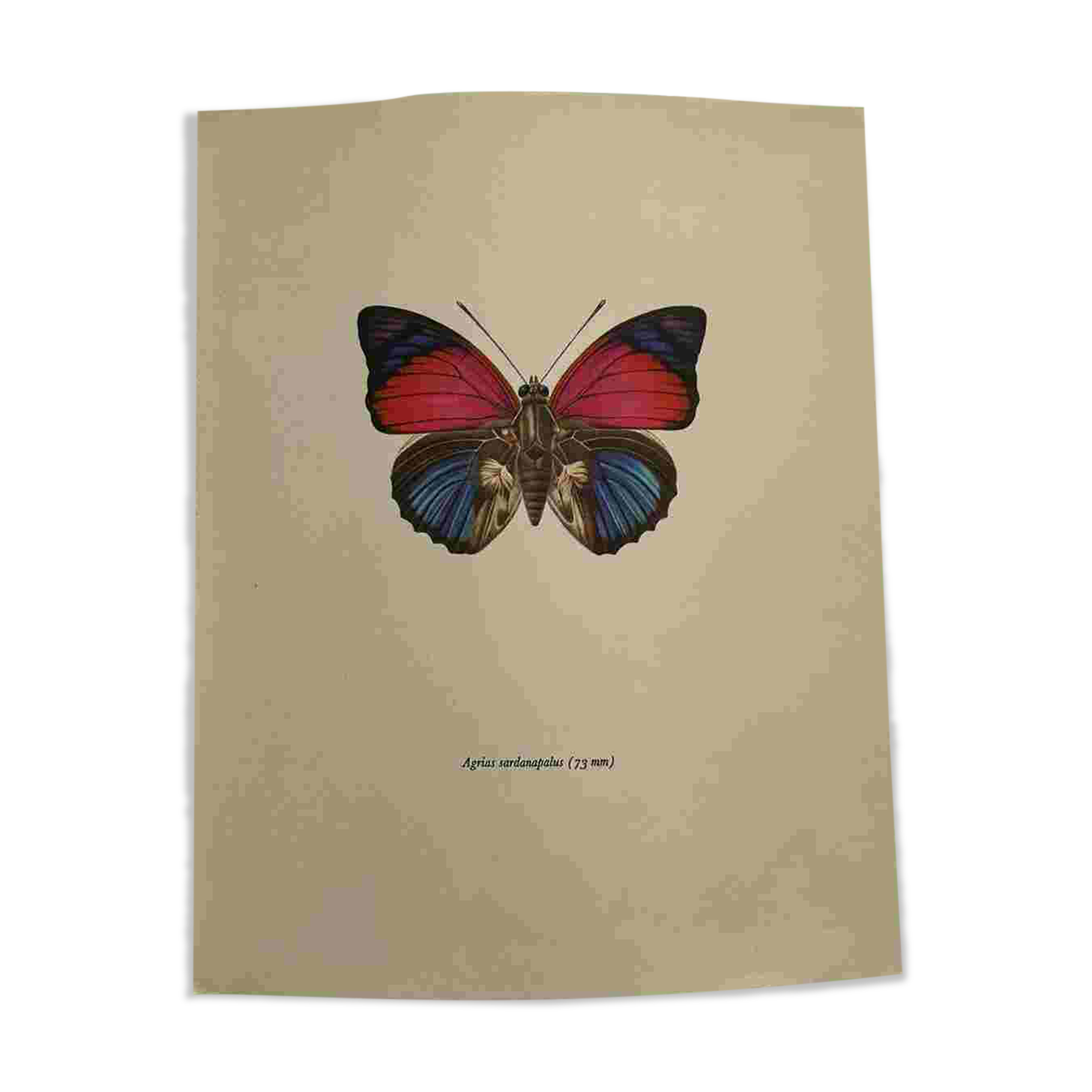 Antique butterfly engraving vintage botanical plate naturalist etching