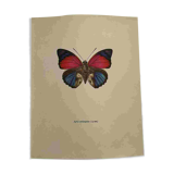 Antique butterfly engraving vintage botanical plate naturalist etching