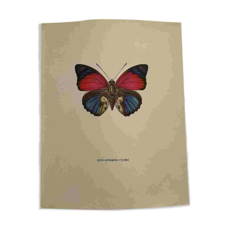 Antique butterfly engraving vintage botanical plate naturalist etching