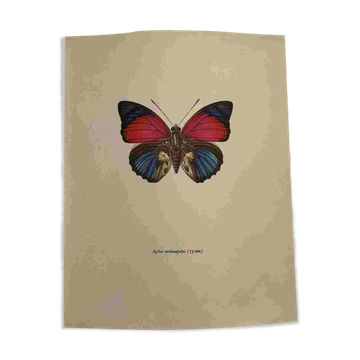 Gravure papillon ancienne planche botanique vintage eau forte naturaliste