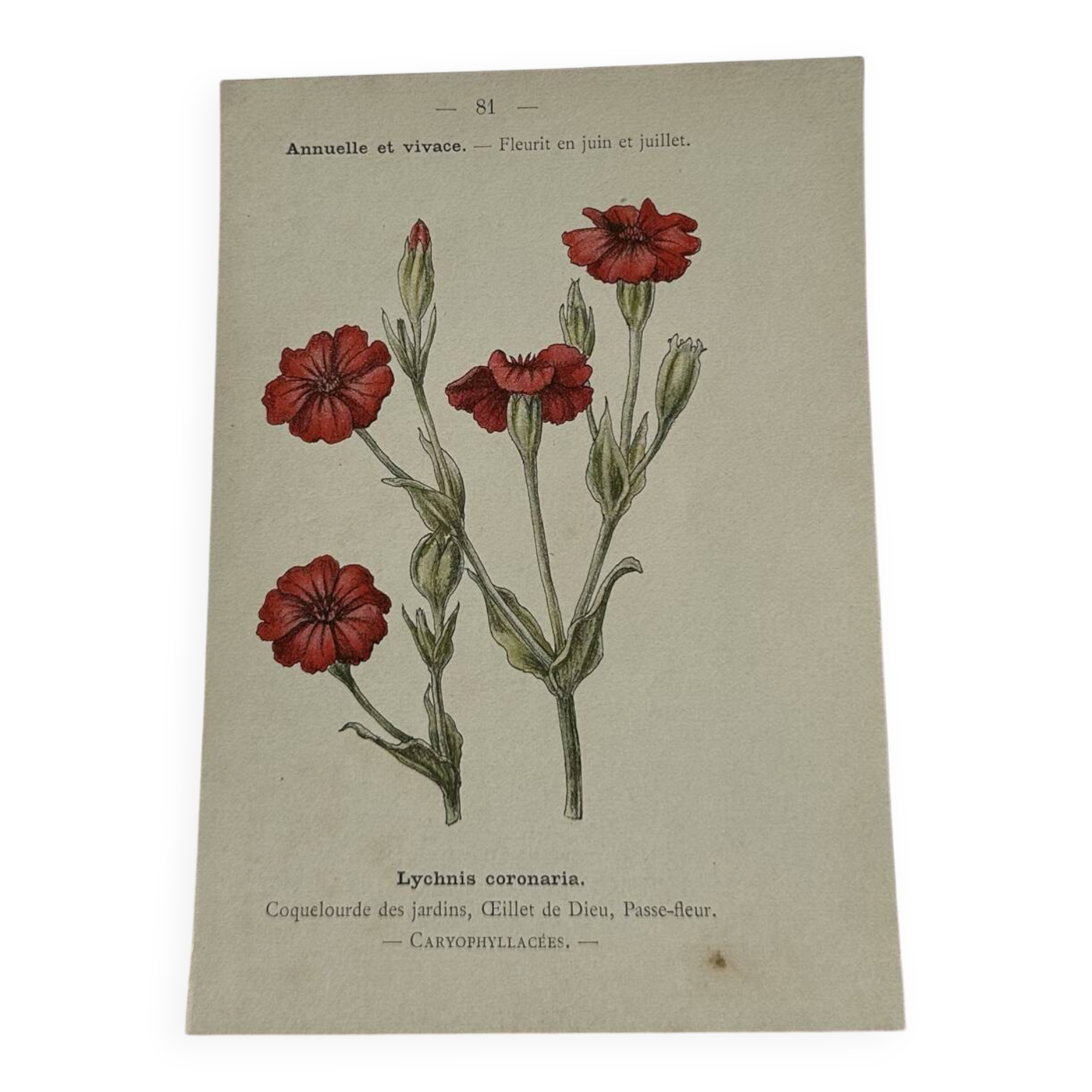 🌿 Botanical Plate Old Naturalist Engraving 19th Century Double-Sided