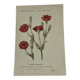 🌿 Botanical Plate Old Naturalist Engraving 19th Century Double-Sided