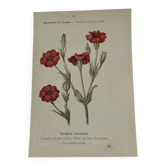 🌿 Botanical Plate Old Naturalist Engraving 19th Century Double-Sided