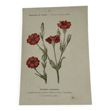 🌿 Botanical Plate Old Naturalist Engraving 19th Century Double-Sided