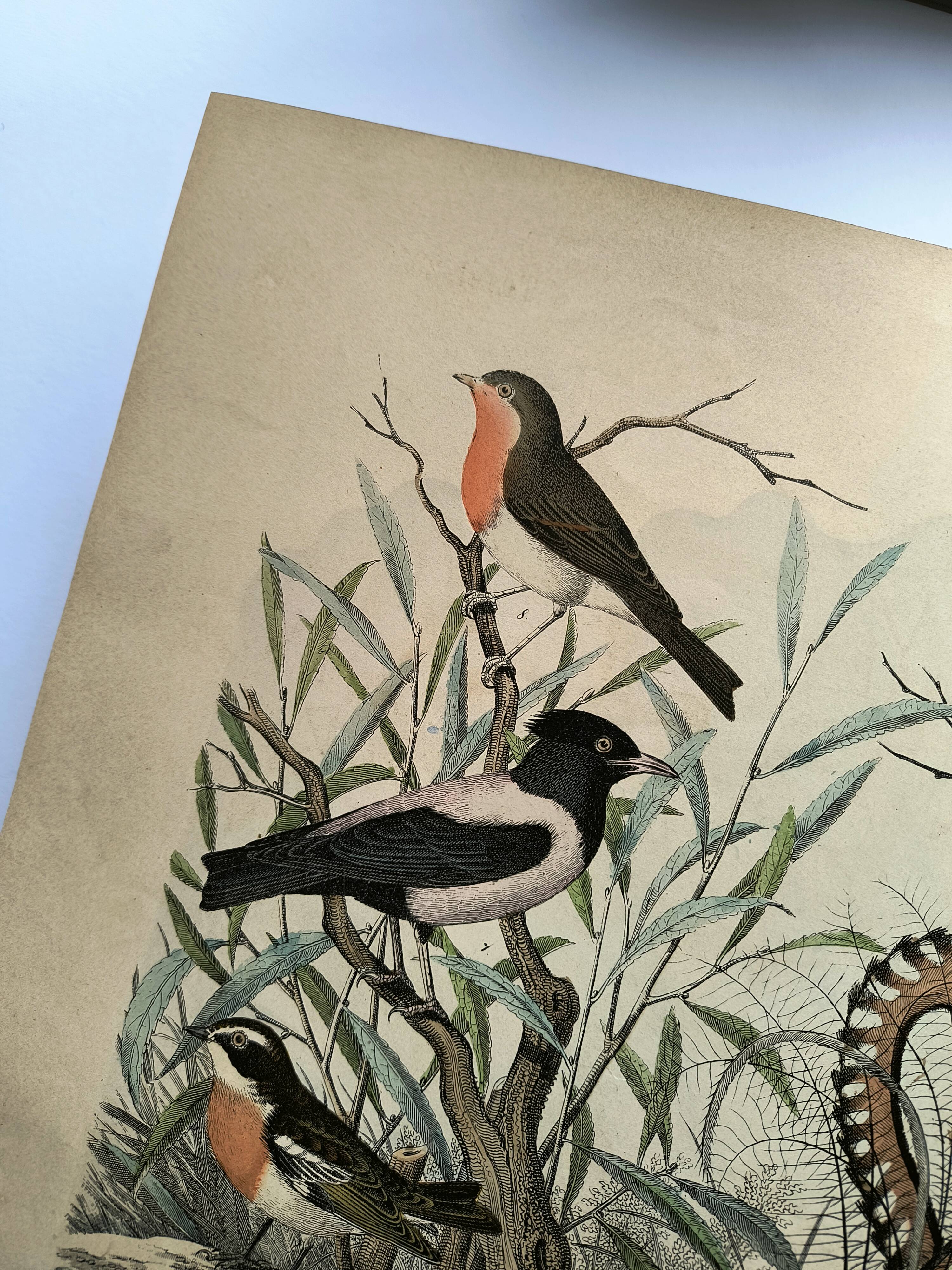 Old engraving from 1886 - Nightingale and birds - Vintage nature lithograph