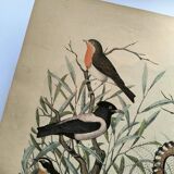 Old engraving from 1886 - Nightingale and birds - Vintage nature lithograph