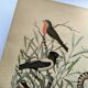 Old engraving from 1886 - Nightingale and birds - Vintage nature lithograph