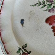 Antique Lunéville plate – floral and insect decoration – circa 1840–1860