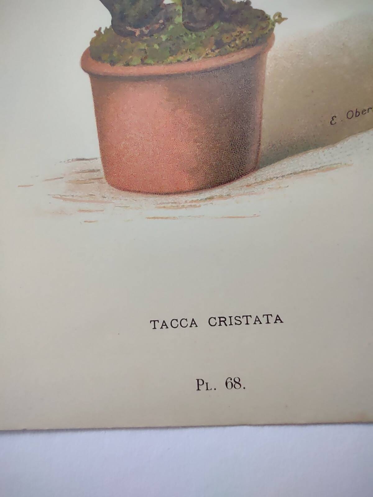 Botanical engraving from 1897 - Tacca Cristata - Original plate. Old nature lithograph