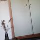 Armoire années 50 chêne et kaki clair