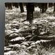 Silver gelatin photograph by Bernard Darot, Fougères, 20th century