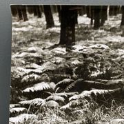 Silver gelatin photograph by Bernard Darot, Fougères, 20th century