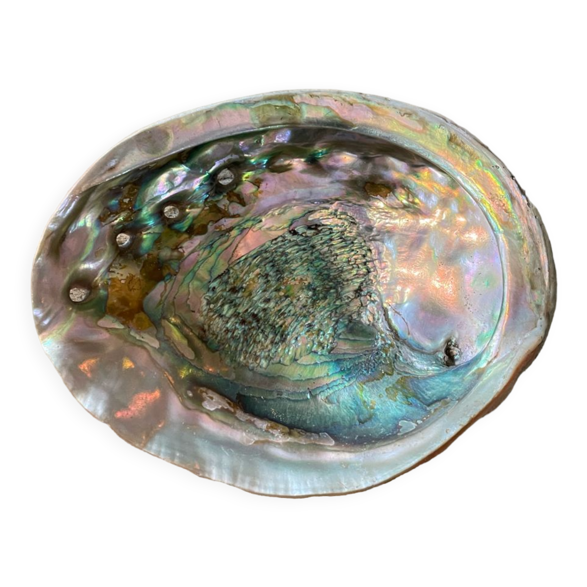 Coquille d'abalone coquille de nacre