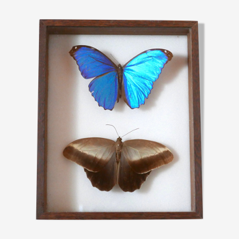 Cadre vitrine papillons naturalisés bleu Morpho Menelaus + marron, années 60