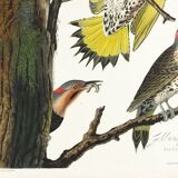 Poster about the Flaming Peak, based on an old engraving from 1827.