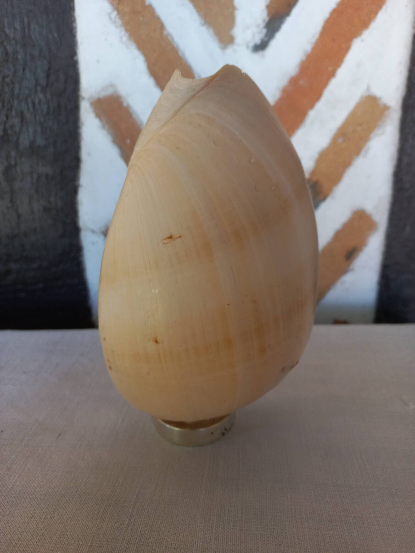 Melo Diadema shell mounted on base