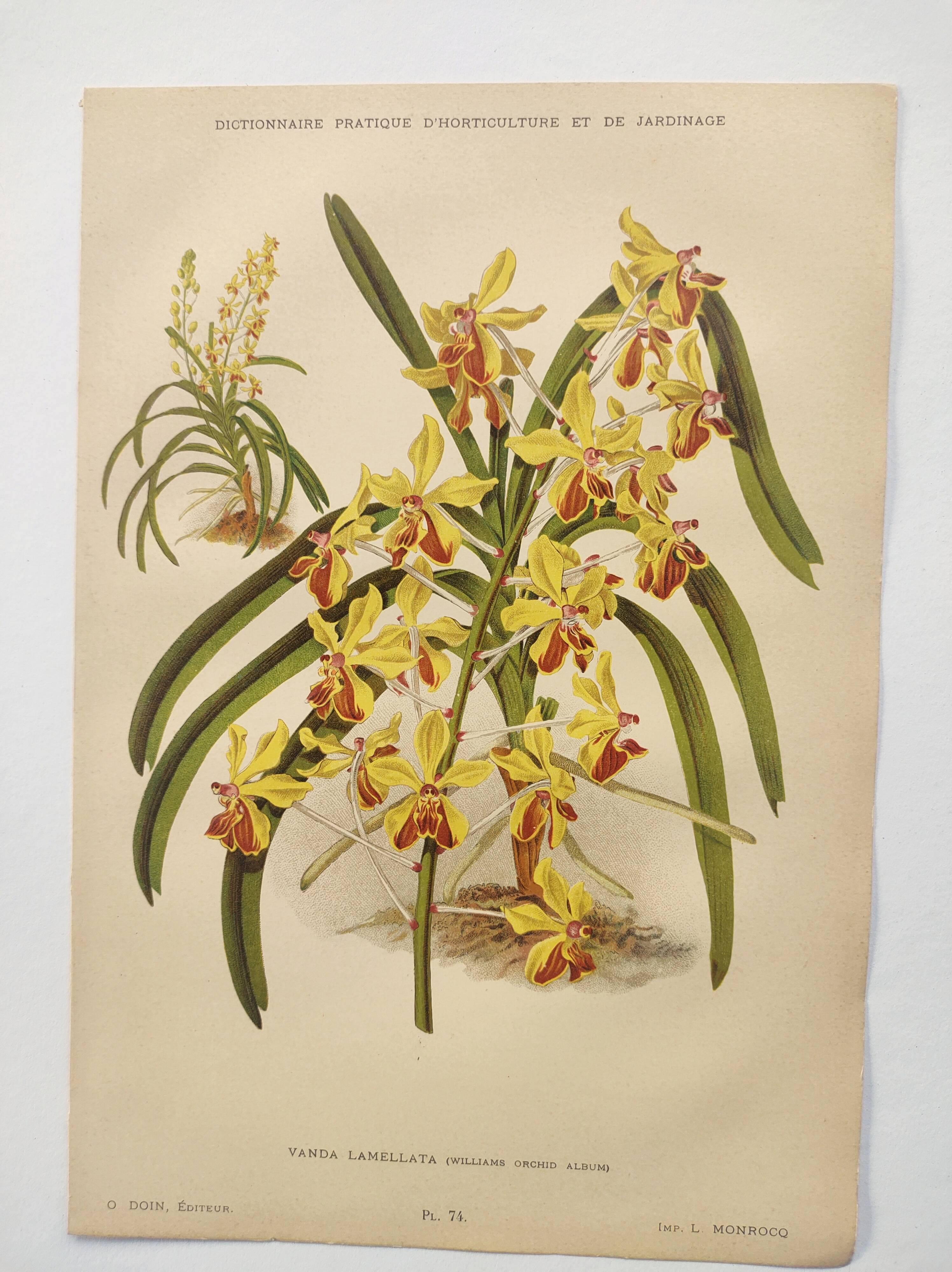 Planche botanique de 1899 - Orchidée Williams -  Gravure ancienne de fleur