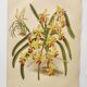 Planche botanique de 1899 - Orchidée Williams -  Gravure ancienne de fleur