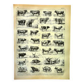Gravure ancienne 1928 - Boeuf, vache, taureau - planche vintage - ferme