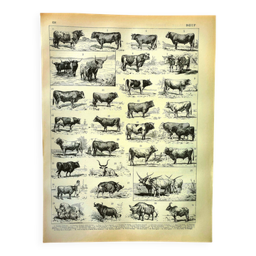 Gravure ancienne 1928 - Boeuf, vache, taureau - planche vintage - ferme