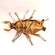 Ashtray with lid in the shape of a beetle in gilt bronze