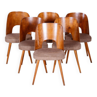 Ensemble de six chaises modernes restaurées du milieu du siècle, hêtre, Tchéquie, 1950-1959